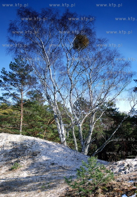 Miejscowosc Ulinia w gminie Wicko. .Nz. Roslinnosc...