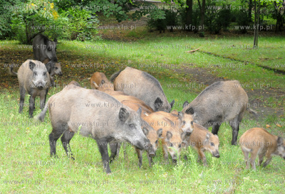 Dziki pojawily sie przy karczmie Harnas w okolicach...