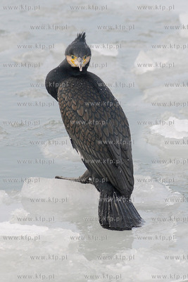 Kormoran na zamarznietych wodach Zatoki Gdanskiej w...