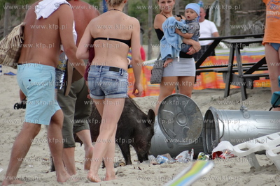 Krynica Morska. Dzik odwiedzil plaze, aby pozywic sie...