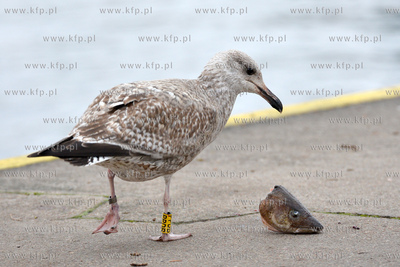 Mewa zajmuje sie glowa dorsza, ktora upolowala u okolicznych...