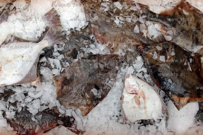 Gdansk. Festiwal Dorsza i Fladry. Nz kuter rybacki,...