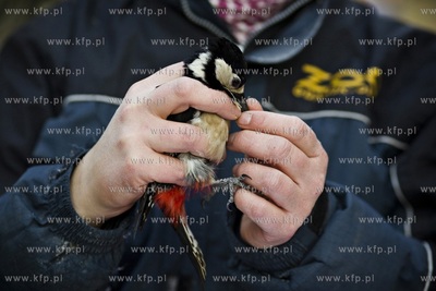Oliwskie zoo. Obrączkowanie ptaków. Nz. dzięcioł.
03.01.2016
fot....