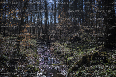 Trójmiejski Park Krajoobrazowy. Potok Oliwski.
15.04.2019
fot....