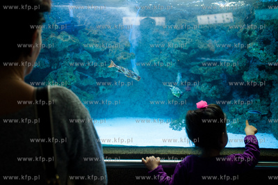Akwarium Gdynskie Morskiego Instytutu Rybackiego -...