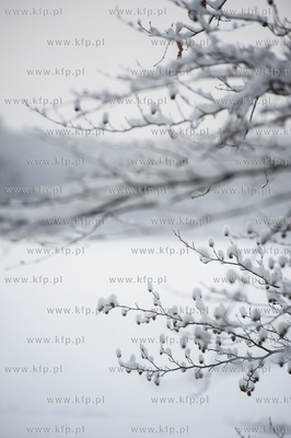 Sniezny zimowy dzien nad jeziorem Otominskim.
21.01.2016
fot....