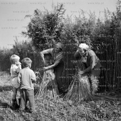 Zbiór trzcin na Żuławach.   
08.1968
0001426z_siepien1968
Fot....