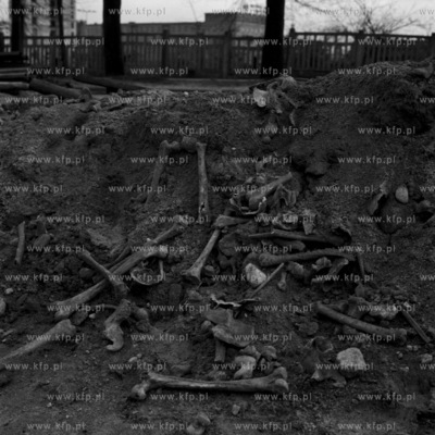 Kości odkopane podczas remontu drogi. 
03.1967
0000558z_marzec1967
Fot....