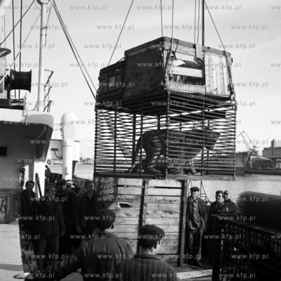Załadunek w porcie gdyńskim na pokład PLO Żeromski...