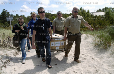 Siedem fok szarych zostalo wypuszczonych do Baltyku...