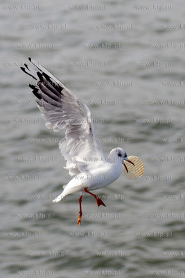 Mewy przy sopockim molo
09.09.2012
Fot. Andrzej J....