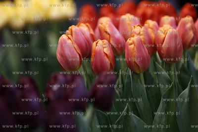 Gdansk.Wystawa Ogrod Kulturalny - Holandia, na ktorej...