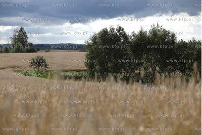 Pole pszenicy pod Mierzeszynem na Kaszubach.
08.08.2012
fot....