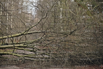 Gdansk. Wichura. Nz. przewalone drzewo w przy alejkach...