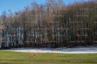 Gdynia Park Kolibki. Niespodziewanie pojawiła się...