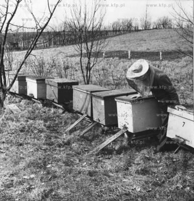 Pasieka na dzialce ogroniczej w Juszkowie. 1978 odb_03_21...