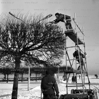Pielegnacja drzew przy sopockim molo. 01.1971 0003046z_styczen1971...