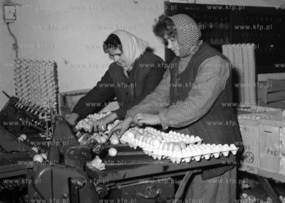 Pakownie jajek w zakładach drobiarskich. ( lata60...