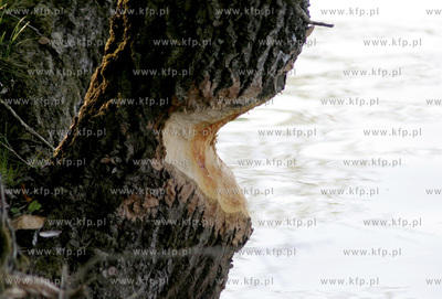 Duze szkody na jeziorem Golun wyrzadzaja w ostatnich...