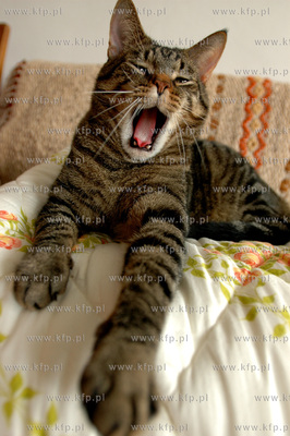 Kot domowy

31.7.2006

fot. Wojciech Strozyk /...