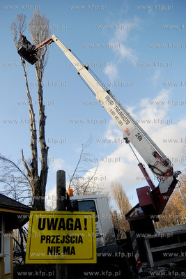 Rozpoczela sie wycinka starych, chorych i zagrazajacych...