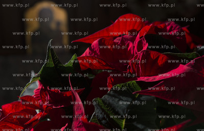 Poinsecja, czyli popularna Gwiazda Betlejemska.09.12.2019...