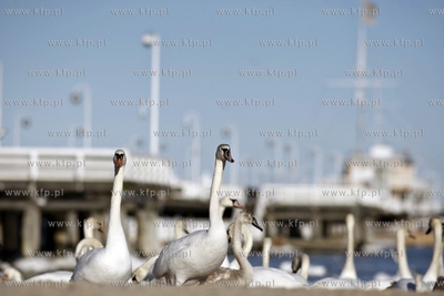 Sopot. Łabędzie przy molo.
20.02.2012
fot. Krzysztof...