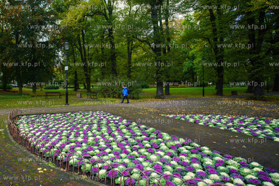 Gdańsk, Park Zielony. Jesienne nasadzenia kapusty...