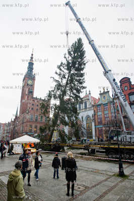 Gdansk. Dlugi Targ. Operacja stawiania swiontecznej...