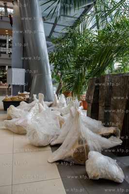 Gdansk. Uniwersytet Gdanski. Rozladunek szkieletu pletwala...