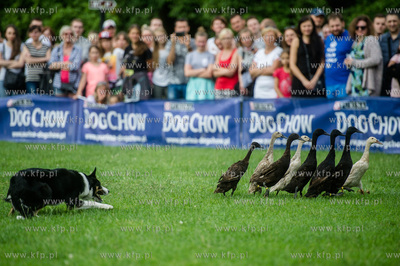 Sopot. Łazienki Połnocne. Zawody Latających Psów.
Nz...