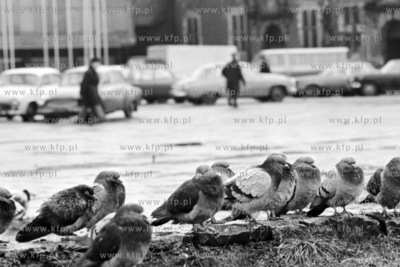 Gołębie na Targu Węglowym w Gdańsku. 10.12.19762grudzien76_z.kosycarz_p19Fot....