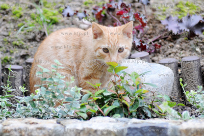 Kot o imieniu Rudy 102 19.07 .2011 Fot. Andrzej J....