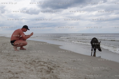 Krynica Morska. Dzik odwiedzil plaze, aby pozywic sie...