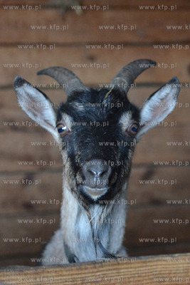 W Debogorzu Wybudowaniu (gmina Kosakowo), tuz przy...