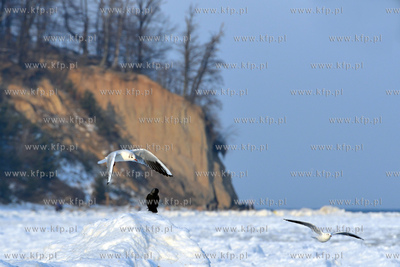 Zasniezona plaza w Gdyni Orlowie. Na drugim planie...