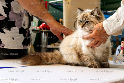 Międzynarodowa wystawa kotów rasowych "Koty na Hawajach"...