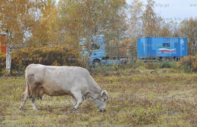 Miejskie pastwisko. Krowy pasace sie w Gdansku Kokoszkach...