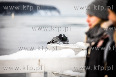 Zima w Sopocie. Gruchające gołębie na molo.
10.02.2021
fot....