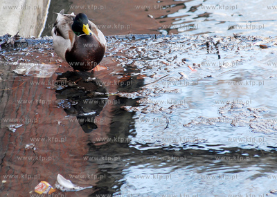 Dzika kaczka wsrod smieci w kanale Radunii w centrum...