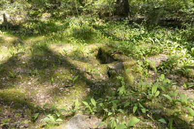 Cmentarz dawnej gminy żydowskiej w Skarszewach, założony...