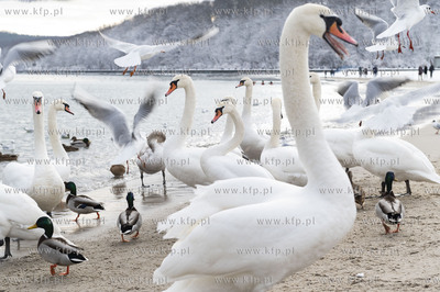 Zima w Gdyni. Plaża Miejska.31.01.2021 Fot. Anna...