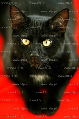 Gdansk. Czarny kot dachowiec Hauru. 21.02.2008 fot....