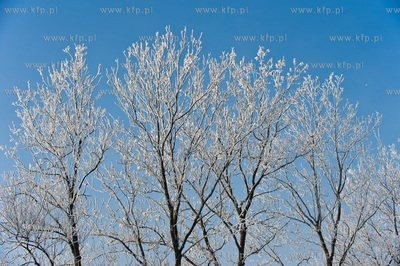 Piekna zima na zabytkowej ul. Wiezyckiej w Gdansku-Lostowicach.
16.01.2010
fot....