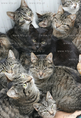 Do gdanskiego schroniska dla bezdomnych zwierzat trafia...