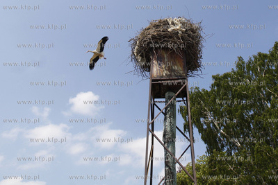 Bakowo. Obraczkowanie bocianow bialych. Akcja odbywa...