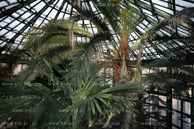 Palmiarnia w Parku Oliwskim. 04.01.2013 fot. Krzysztof...