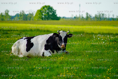Krowa na pastwisku. 03.06.2021 fot. Paweł Marcinko...