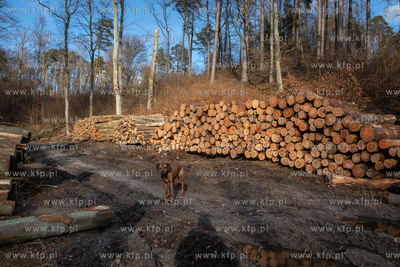 Trójmiejski Park Krajobrazowy. Lasy Oliwskie. Nz....