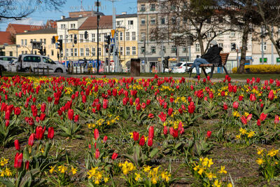 Wiosenne kwiaty na Skwerze Imienia Polskich Harcerzy...